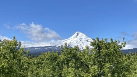 Brillant Mt Hood as a pear orchard backdrop