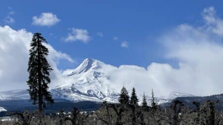 The Parkdale Ponderosa Pine and Mt Hood