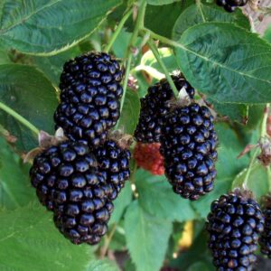 Marionberry -Oregon's State Berry