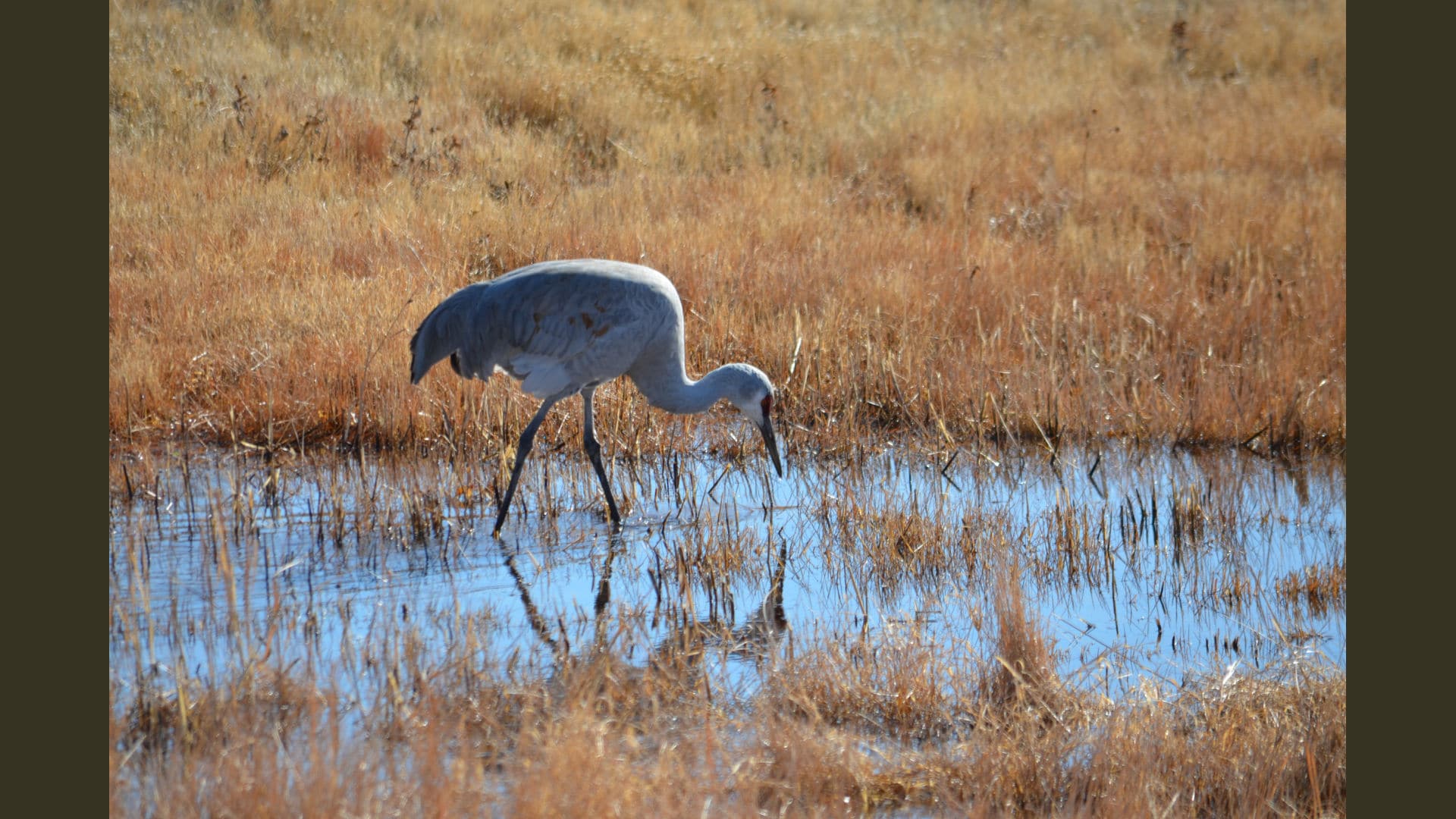 A solitary Sand Hill Crane feeding in a marsh