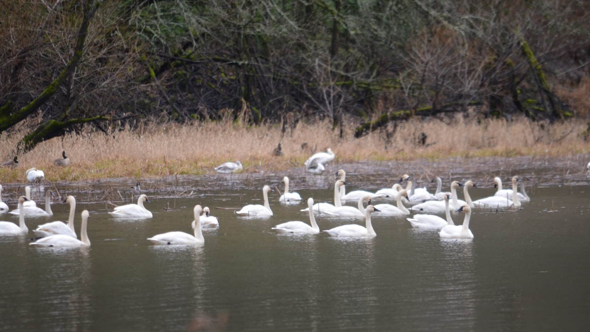 Tundra Swans in the Columbia River Gorge