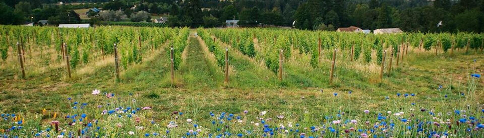 Willamette Valley in Spring