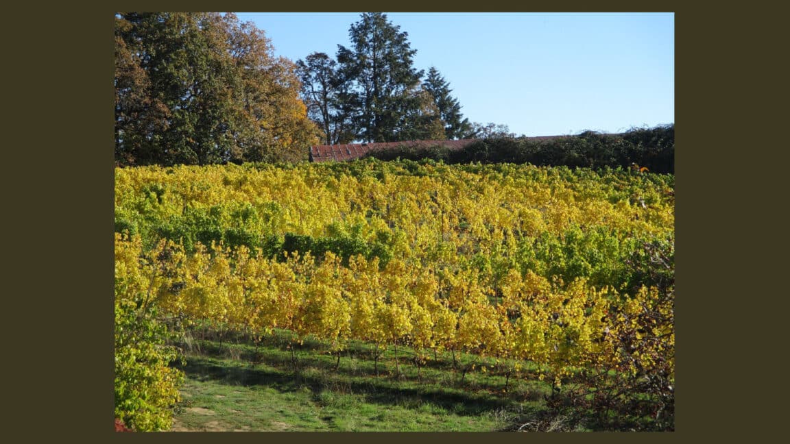 Yamhill Vineyards Fall