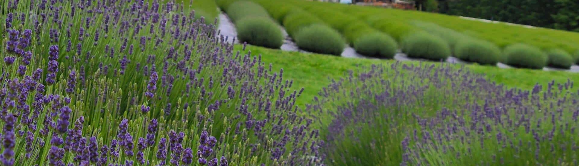 Close up view of lavender bushes with other green bushes and buildings in the background