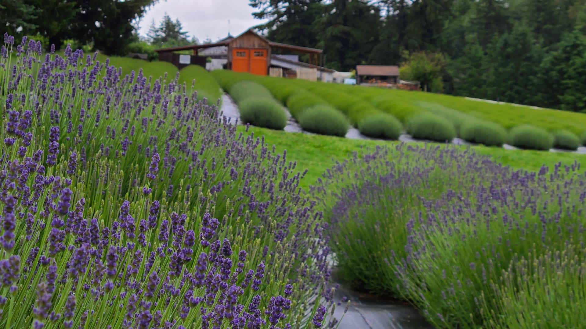 Close up view of lavender bushes with other green bushes and buildings in the background