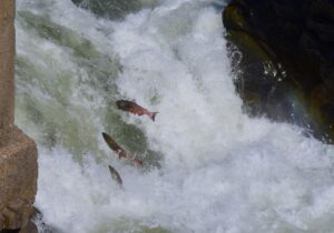 Salmon Leaping waterfal and returning to Ancient Spawning Grounds