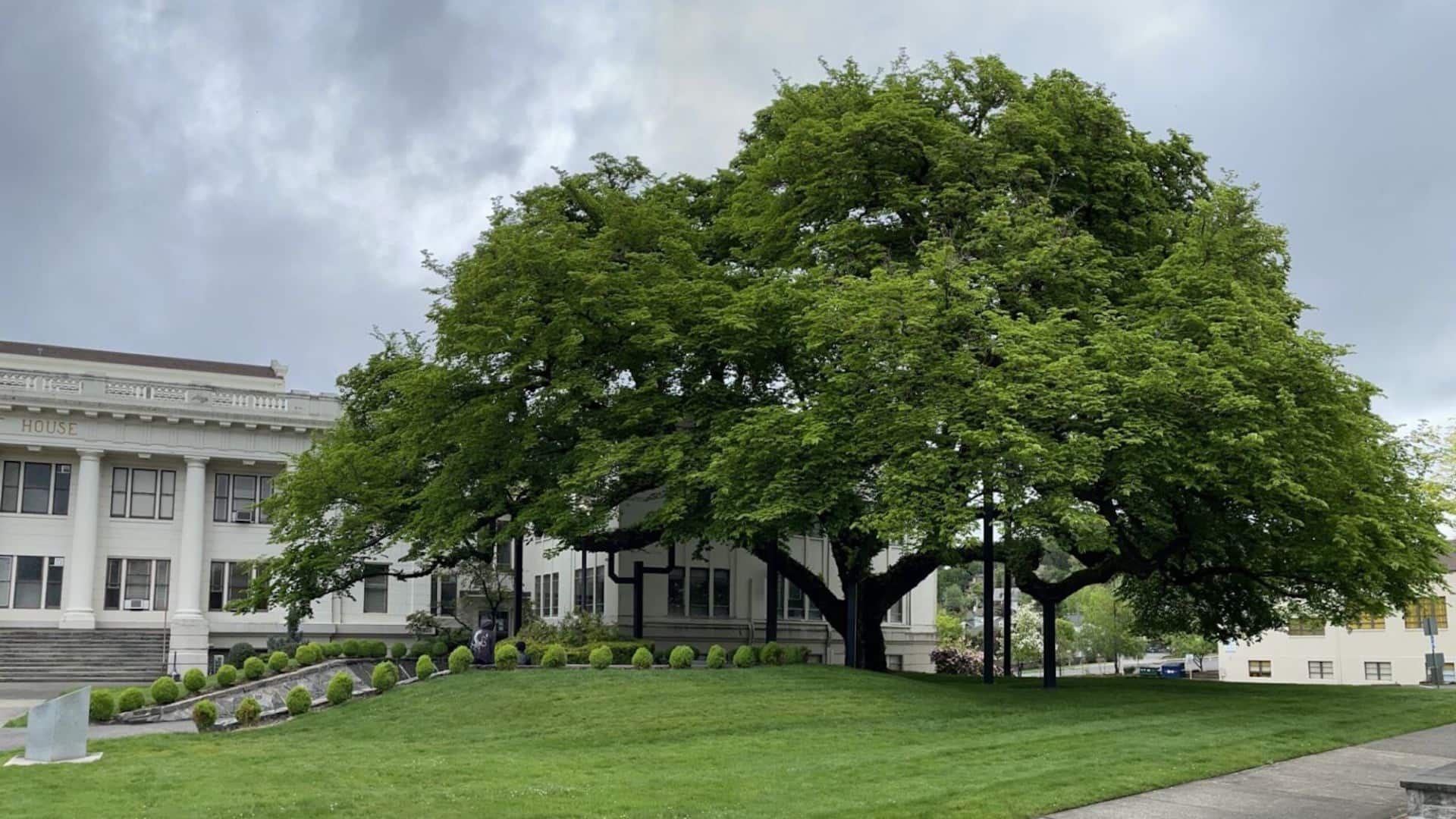 Court house building made of white stone and surrounded by green grass and very large green tree